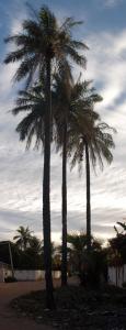 Gambia 9-01-10_075 Cr.jpg